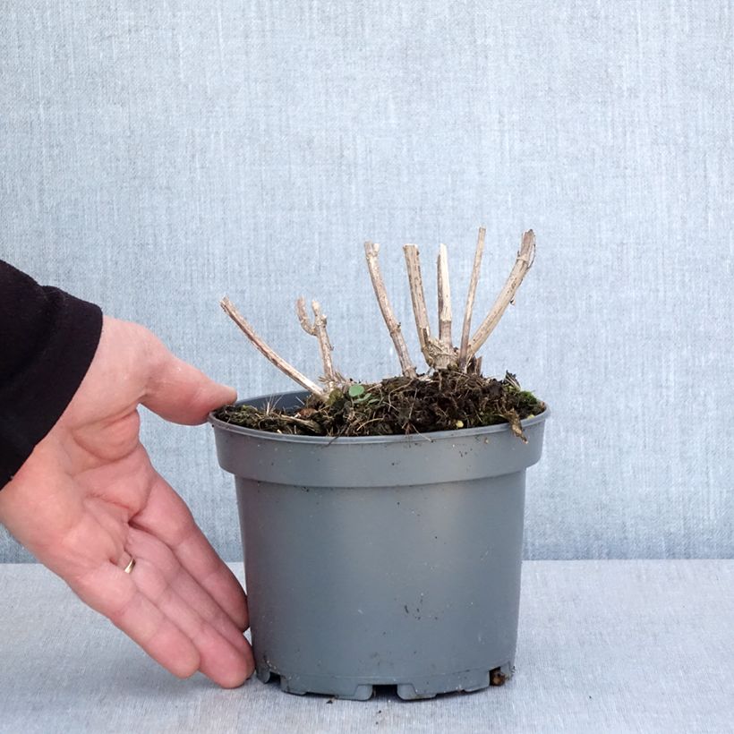 Example of Helianthus strumosus - Girasole ghiandoloso Vaso da 1,5L/2L as you get in printemps