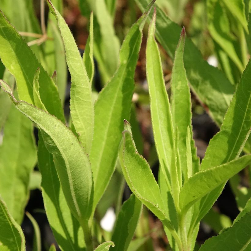 Helianthus atrorubens Monarch - Girasole (Fogliame)