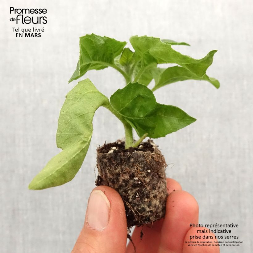 Helianthus annuus Sunbelievable Brown Eyed Girl - Girasole mini zolla... esemplare consegnato in primavera