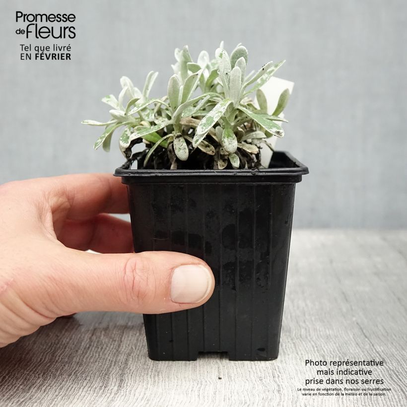 Helichrysum amorginum Ruby Cluster  Godet de 8/9 cm esemplare consegnato in inverno