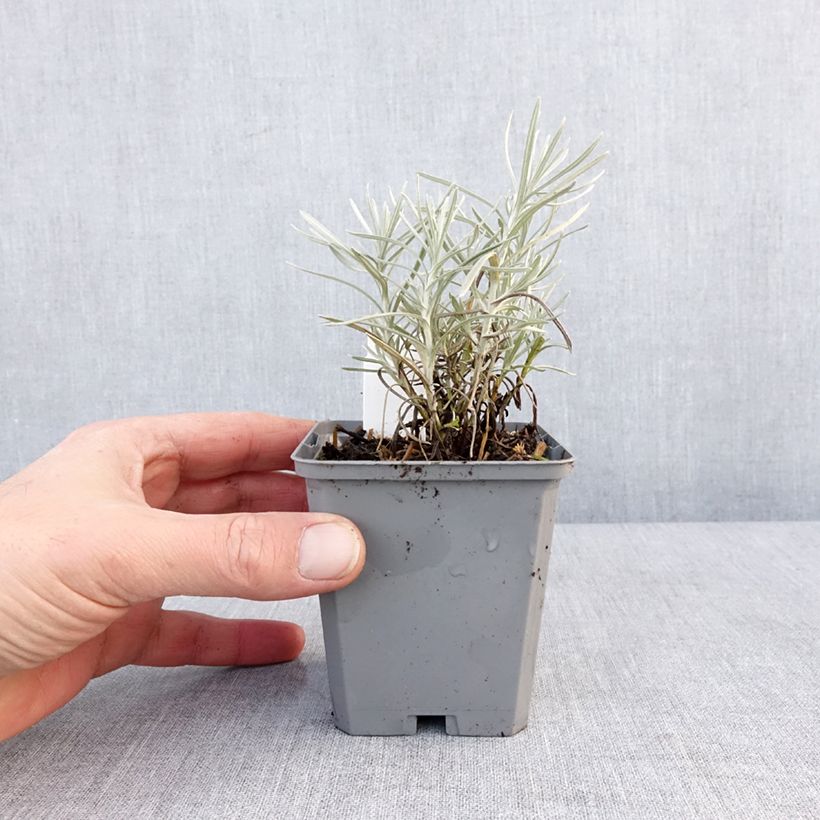 Helichrysum angustifolium Tall Curry - Plante curry Godet de 8/9 cm esemplare consegnato in inverno