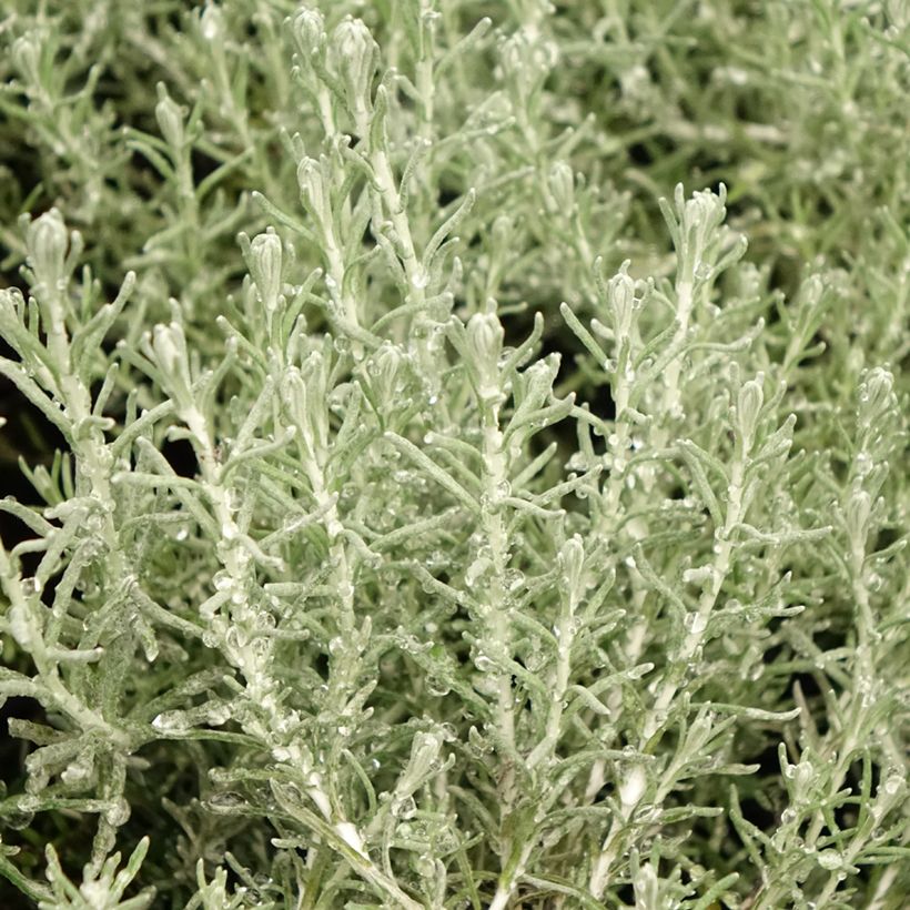 Elicriso italiano Aladin (Foliage)