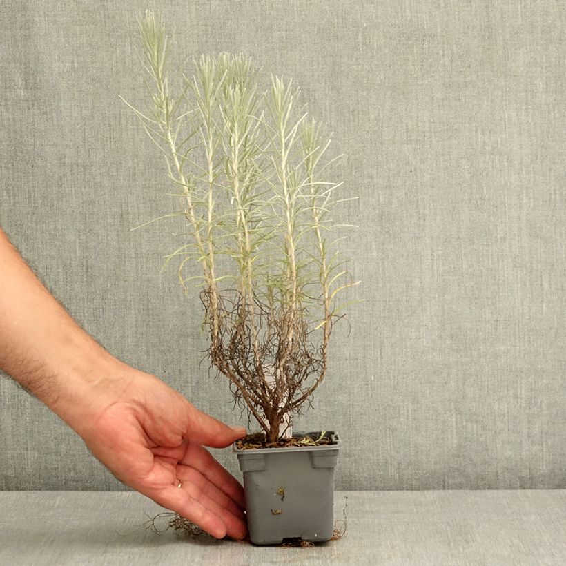Esemplare di Elicriso italiano - Helichrysum italicum subsp. serotinum Vasetto da 8/9 cm consegnato in estate