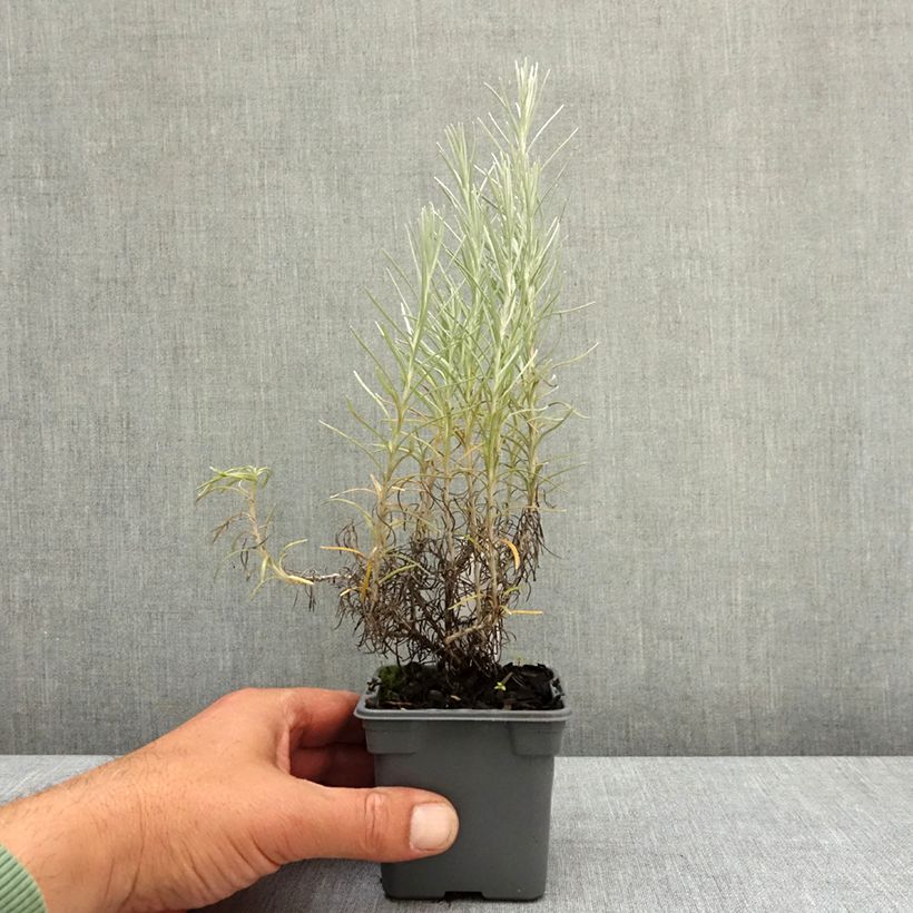 Elicriso italiano - Helichrysum italicum subsp. serotinum Vasetto da 8/9 cm esemplare consegnato in primavera