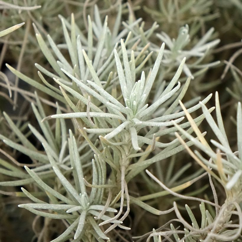 Elicriso italiano - Helichrysum italicum subsp. serotinum (Fogliame)