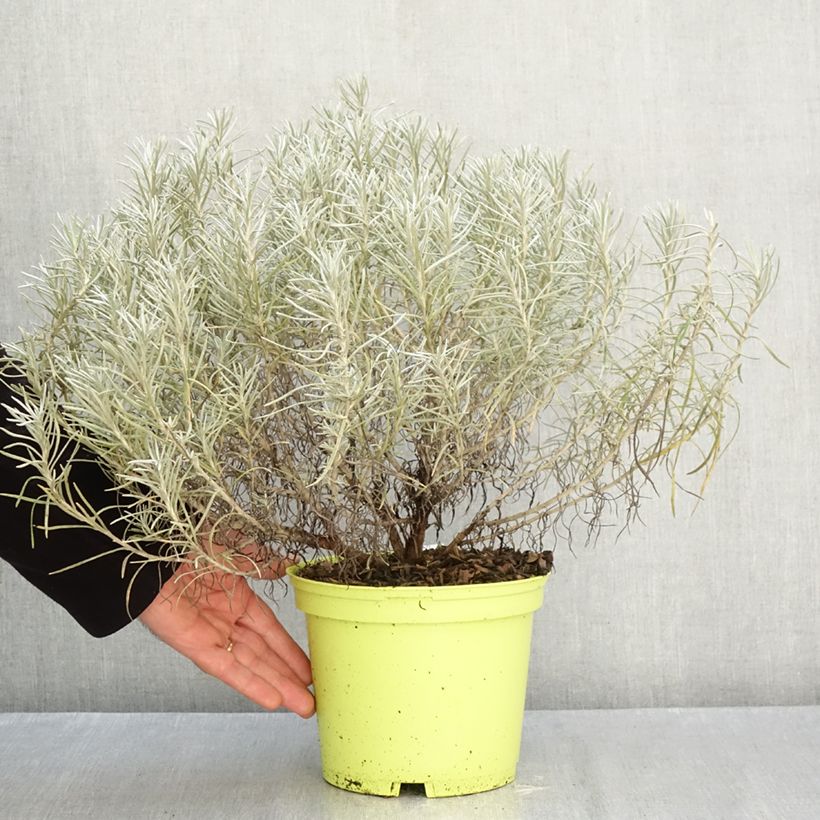 Esemplare di Elicriso italiano - Helichrysum italicum subsp. serotinum Vaso da 3L/4L come consegnato in autunno