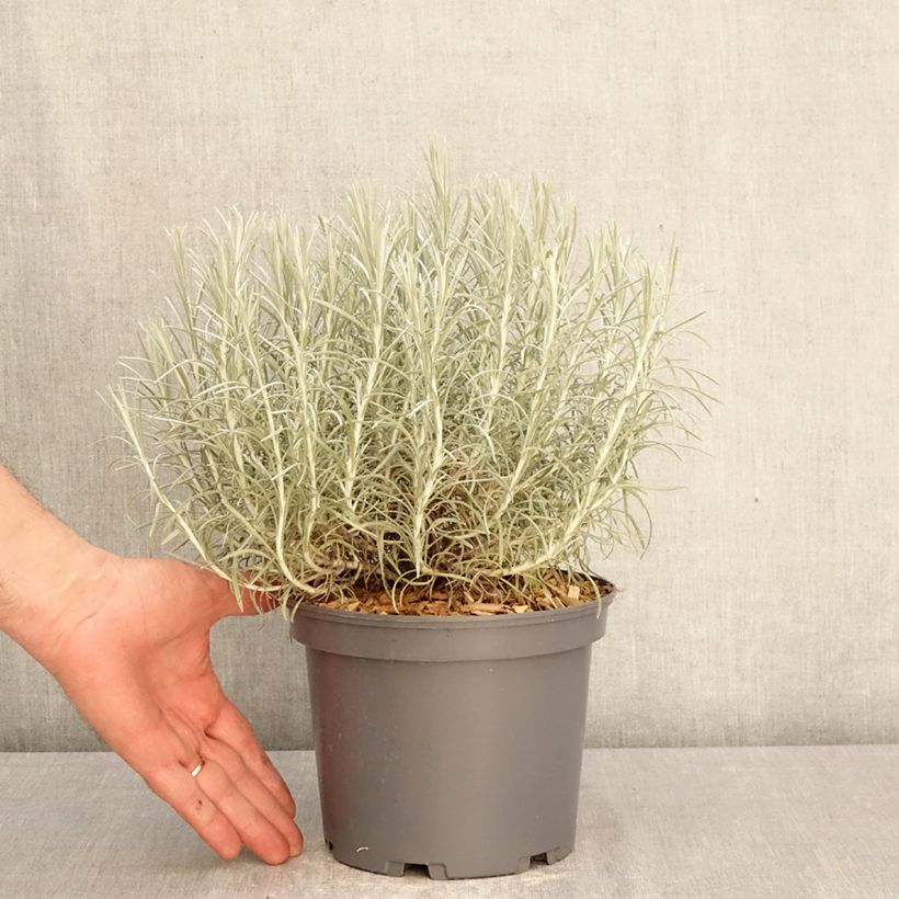 Elicriso italiano - Helichrysum italicum subsp. serotinum Vaso da 3L/4L esemplare consegnato in primavera