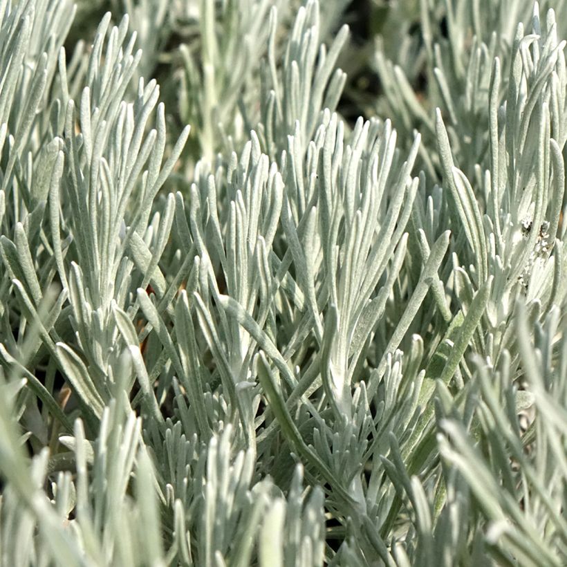 Elicriso italiano Weisses Wunder (Foliage)