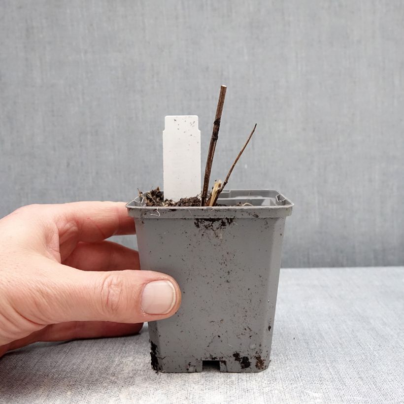 Heliopsis helianthoides Asahi Vasetto da 8/9 cm esemplare consegnato in inverno