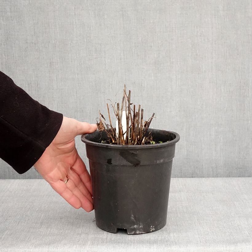 Heliopsis helianthoides Asahi Vaso da 2L/3L esemplare consegnato in inverno