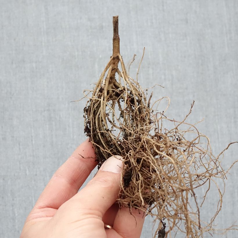 Heliopsis helianthoides Asahi Piante piccole a radice nuda esemplare consegnato in inverno