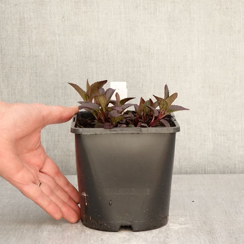 Heliopsis helianthoides Bonfire Sunset Vaso da 1,5L/2L esemplare consegnato in primavera
