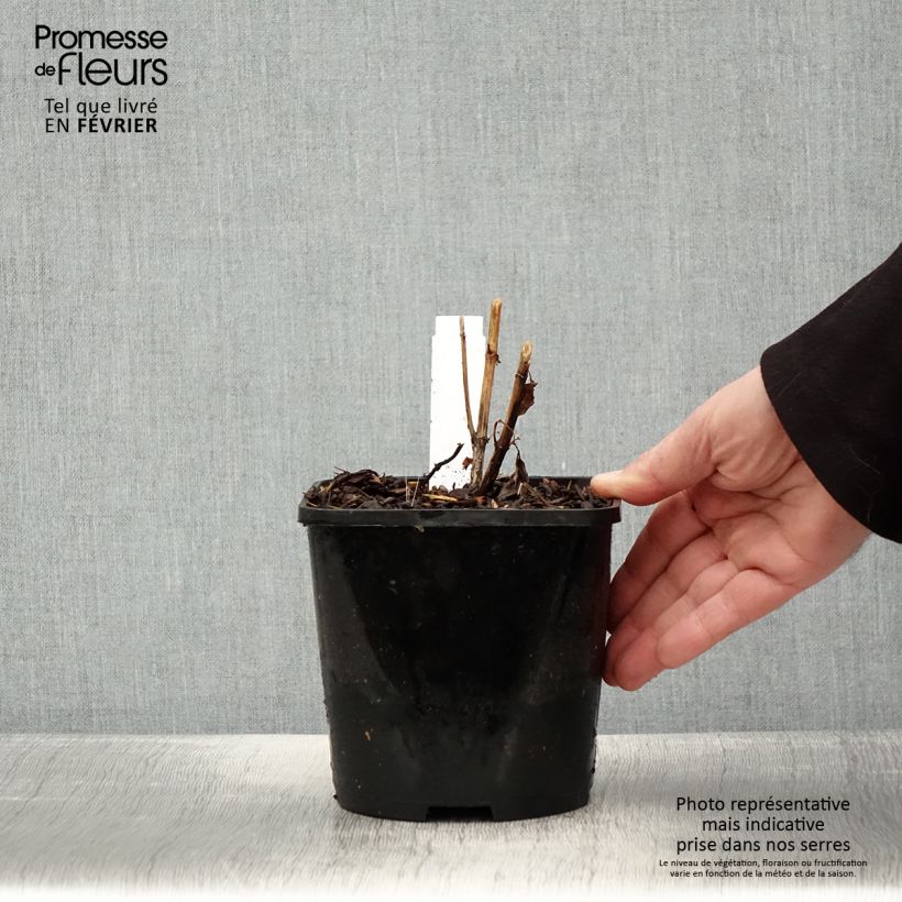 Heliopsis helianthoides Funky Spinner - Héliopsis faux-hélianthe Pot de 2L/3L esemplare consegnato in inverno
