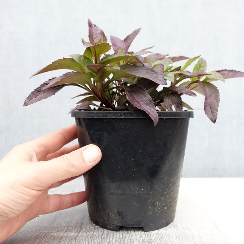 Heliopsis helianthoides var. scabra Funky Spinner Vaso da 2L/3L esemplare consegnato in primavera