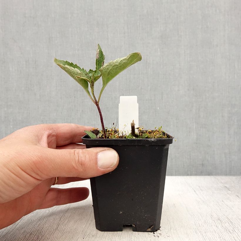 Example of Heliopsis helianthoides Mars Vasetto da 8/9 cm as you get in printemps