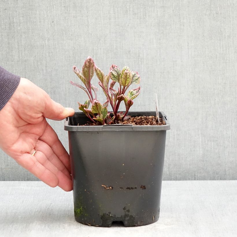 Heliopsis helianthoides Orange Marble Vaso da 1,5L/2L esemplare consegnato in primavera