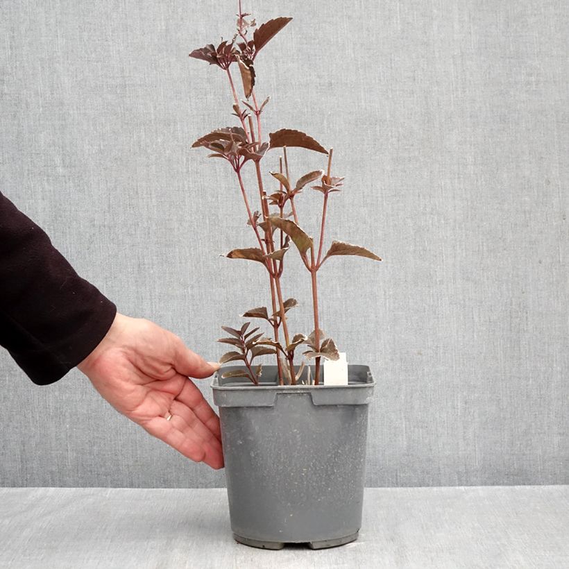 Esemplare di Heliopsis helianthoides Sparkling Contrast Vaso da 2L/3L come consegnato in autunno