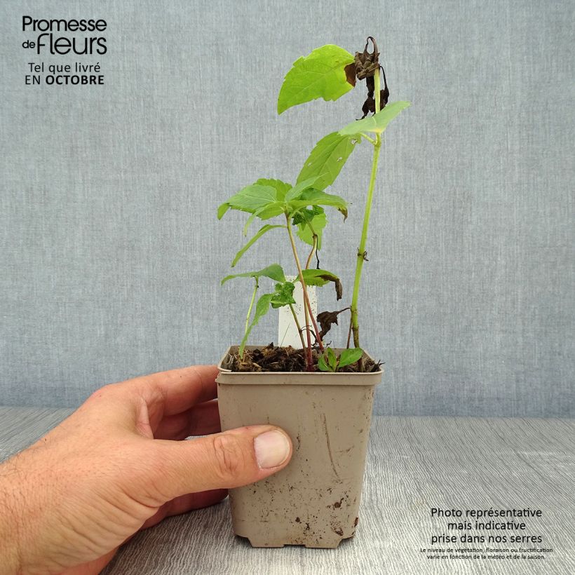 Esemplare di Heliopsis helianthoides Tuscan Sun Vaso da Ø 10 cm/11 cm come consegnato in autunno