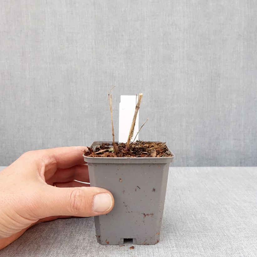 Heliopsis helianthoides var. scabra Fire Twister Vasetto da 8/9 cm esemplare consegnato in primavera