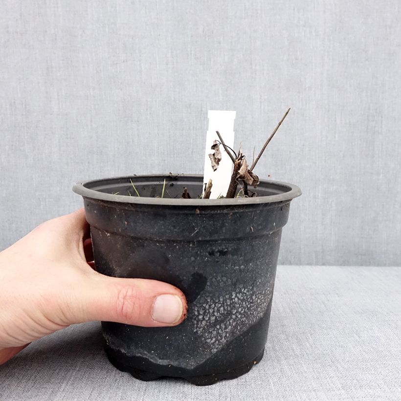 Heliopsis helianthoides var. scabra Fire Twister Vaso da 2L/3L esemplare consegnato in inverno