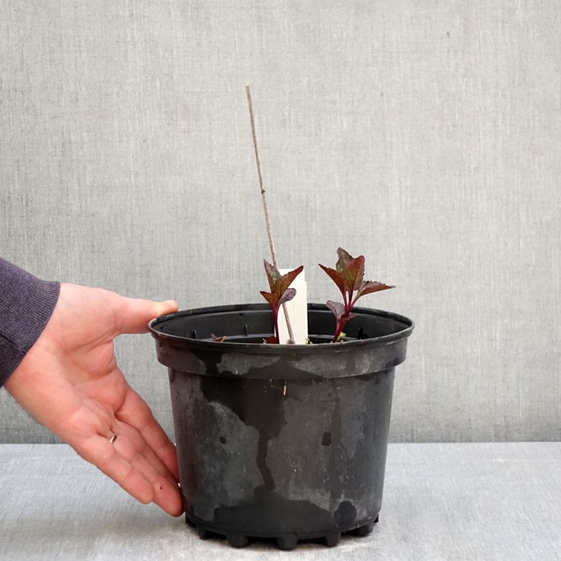 Heliopsis helianthoides var. scabra Fire Twister Vaso da 2L/3L esemplare consegnato in primavera