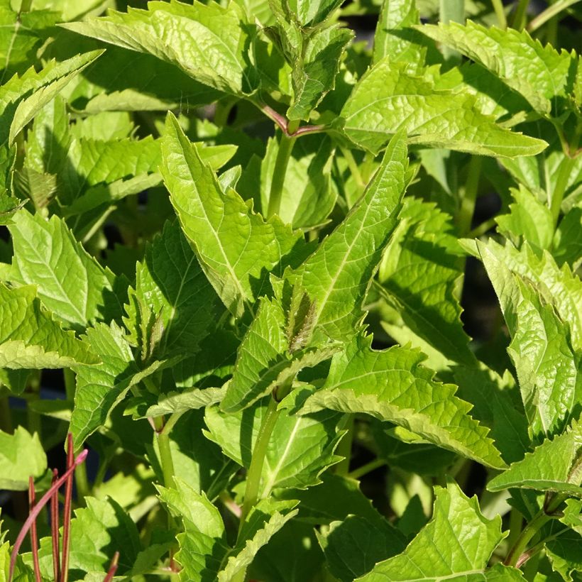Heliopsis helianthoides var. scabra (Fogliame)