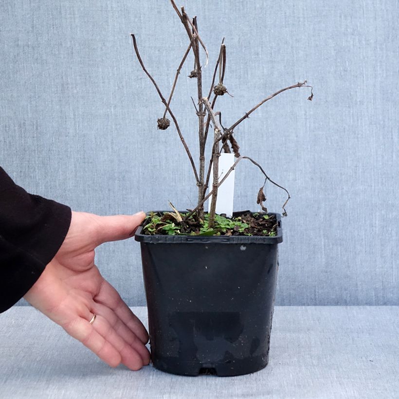 Heliopsis Luna Roja - Héliopsis faux hélianthe Pot de 2L/3L esemplare consegnato in inverno