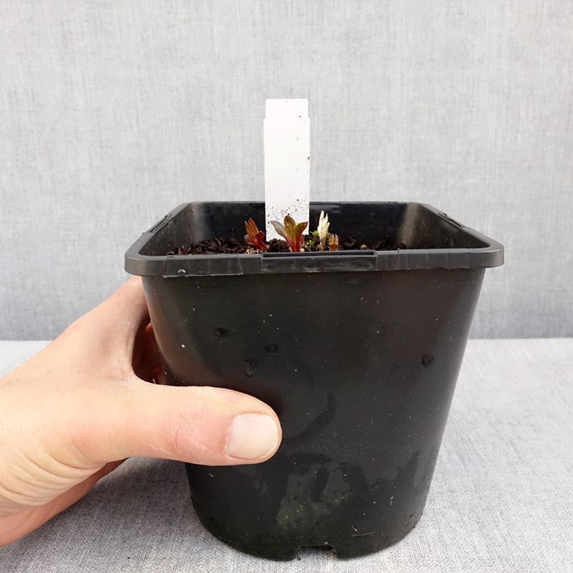 Heliopsis helianthoides Luna Roja Vaso da 2L/3L esemplare consegnato in primavera