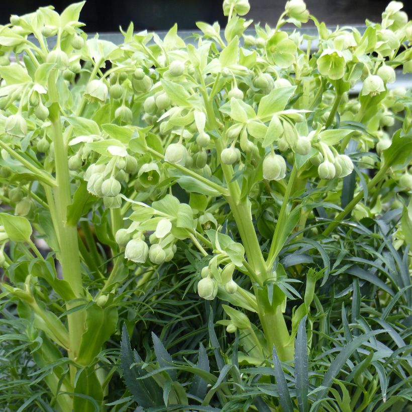 Helleborus foetidus Bowles Form - Elleboro puzzolente (Porto)