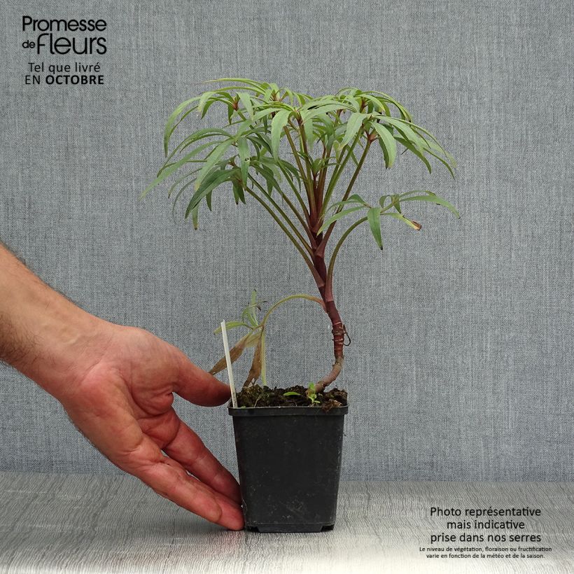 Esemplare di Helleborus foetidus Wester Flisk Group - Elleboro puzzolente Vasetto da 8/9 cm come consegnato in autunno
