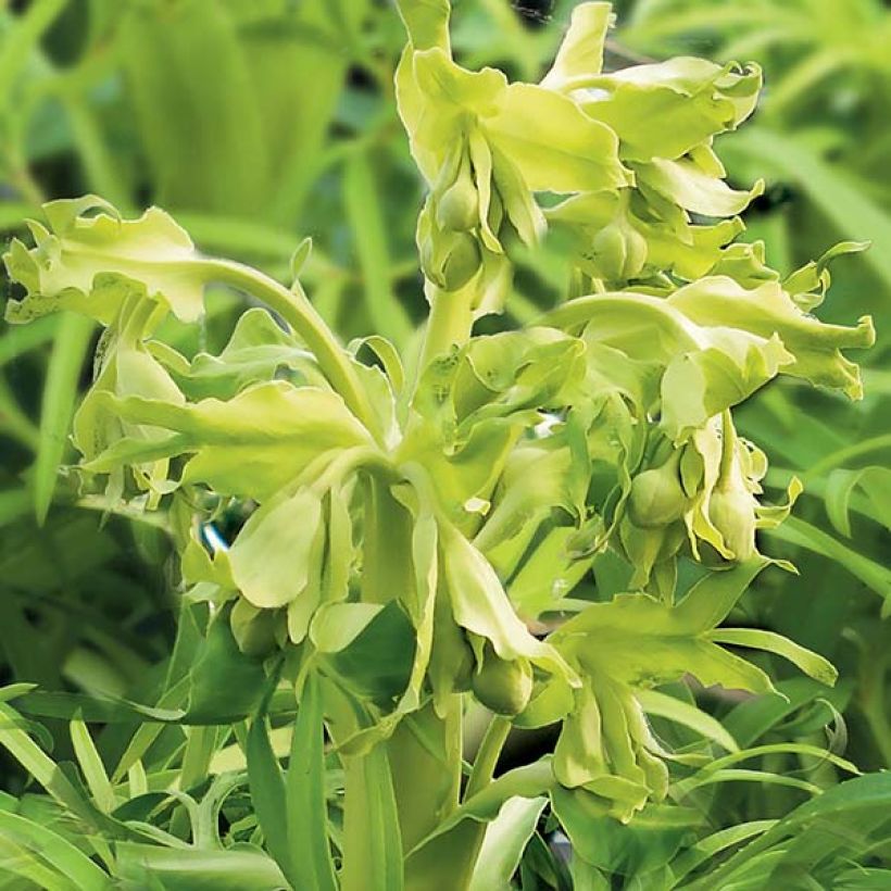 Helleborus foetidus Yellow - Elleboro puzzolente (Fioritura)