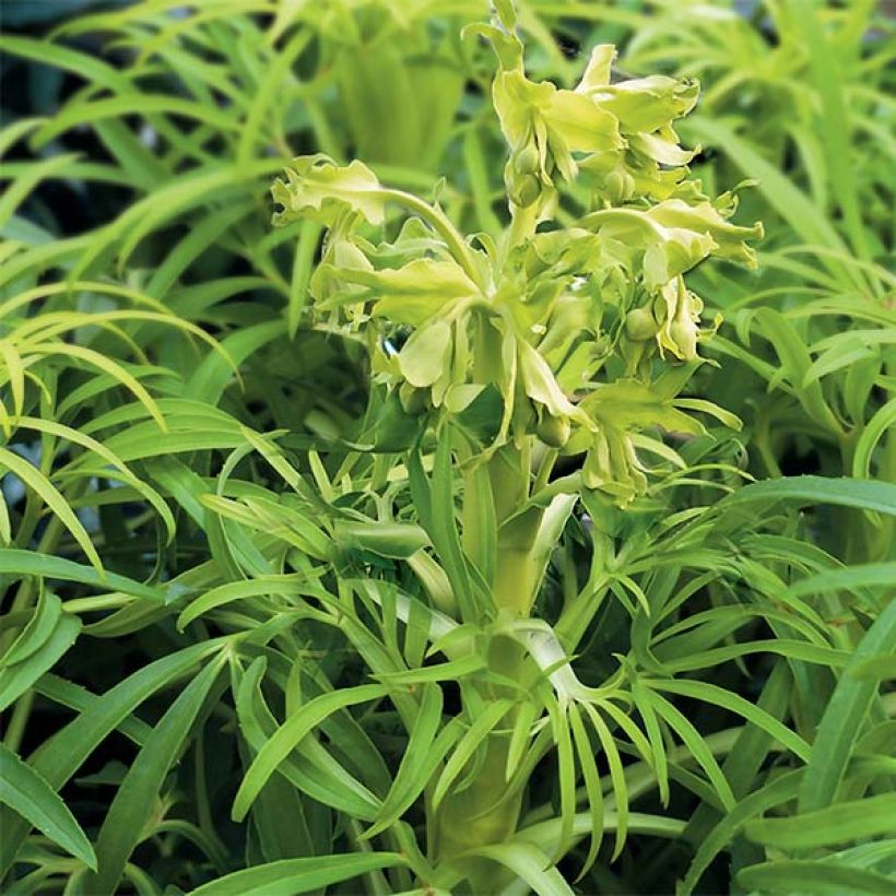 Helleborus foetidus Yellow - Elleboro puzzolente (Porto)