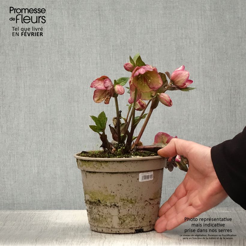 Hellébore HGC Ice n' Roses Macy Marble Pot de 2L/3L esemplare consegnato in inverno