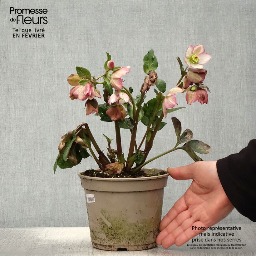 Hellébore HGC Ice n' Roses Maddy Marble Pot de 2L/3L esemplare consegnato in inverno