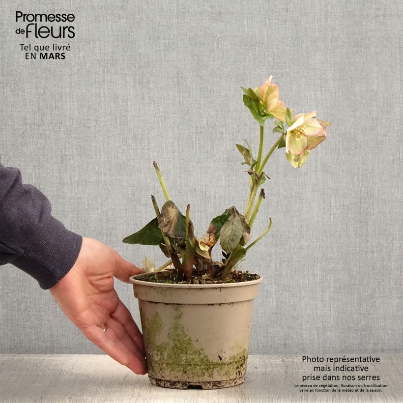 Helleborus HGC Ice N' Roses Marbled Maddy Marble - Elleboro Vaso da 2L/3L esemplare consegnato in primavera
