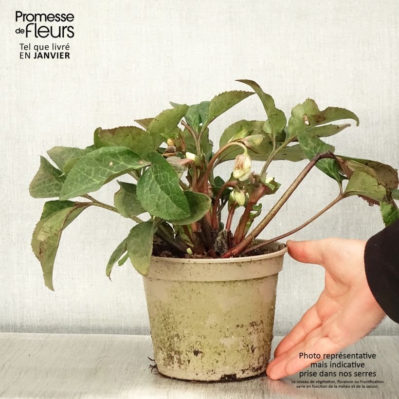 Helleborus HGC Ice N' Roses Marbled Mary Marble - Elleboro Vaso da 2L/3L esemplare consegnato in inverno