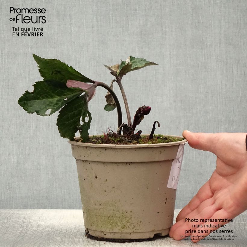 Helleborus HGC Ice N' Roses Marbled Megan Marble - Elleboro Vaso da 2L/3L esemplare consegnato in inverno