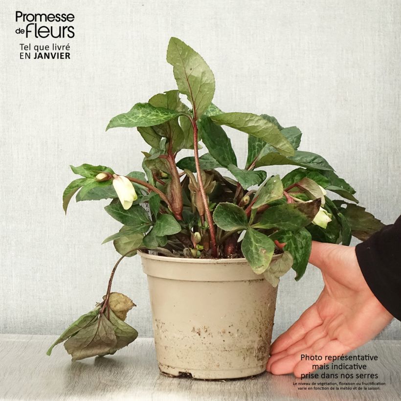 Helleborus HGC Ice N' Roses Marbled Milla Marble - Elleboro Vaso da 2L/3L esemplare consegnato in inverno