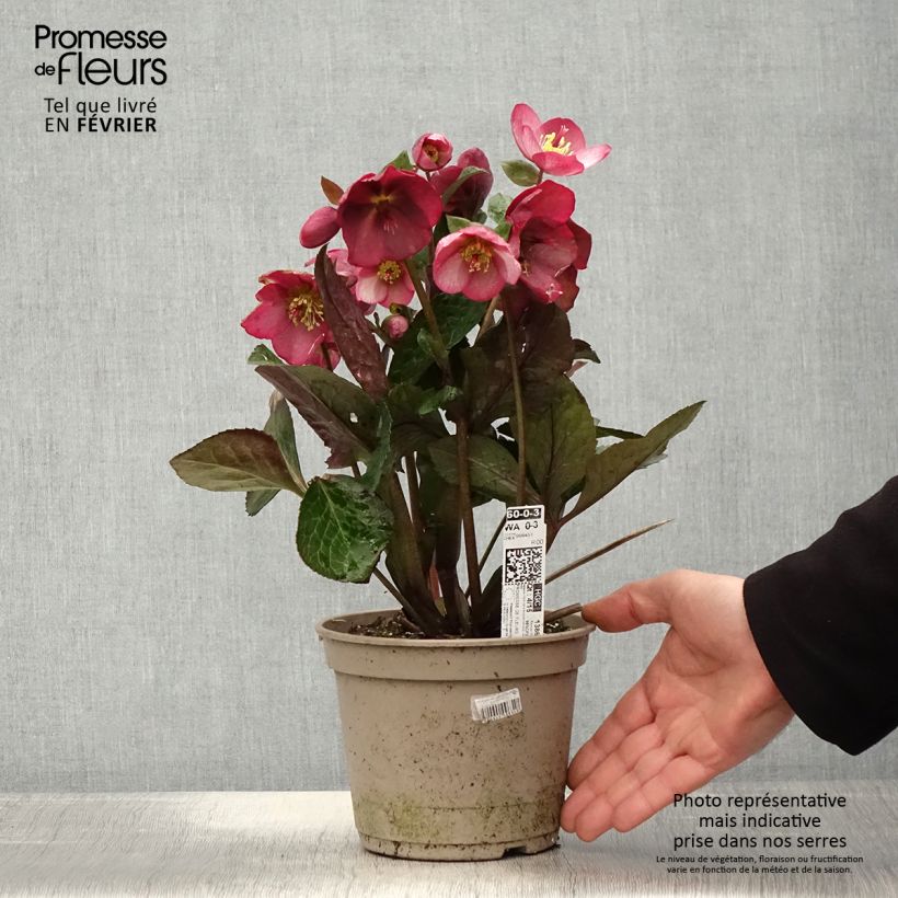 Hellébore HGC Ice n' Roses Mindy Marble Pot de 2L/3L esemplare consegnato in inverno
