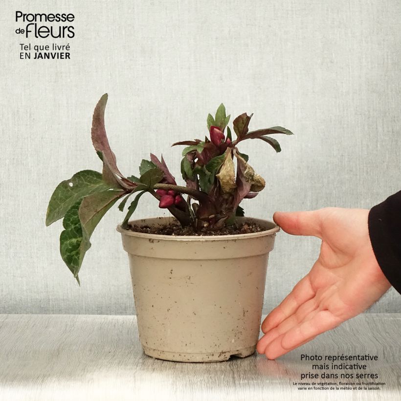 Helleborus HGC Ice N' Roses Marbled Mona Marble - Elleboro Vaso da 2L/3L esemplare consegnato in inverno