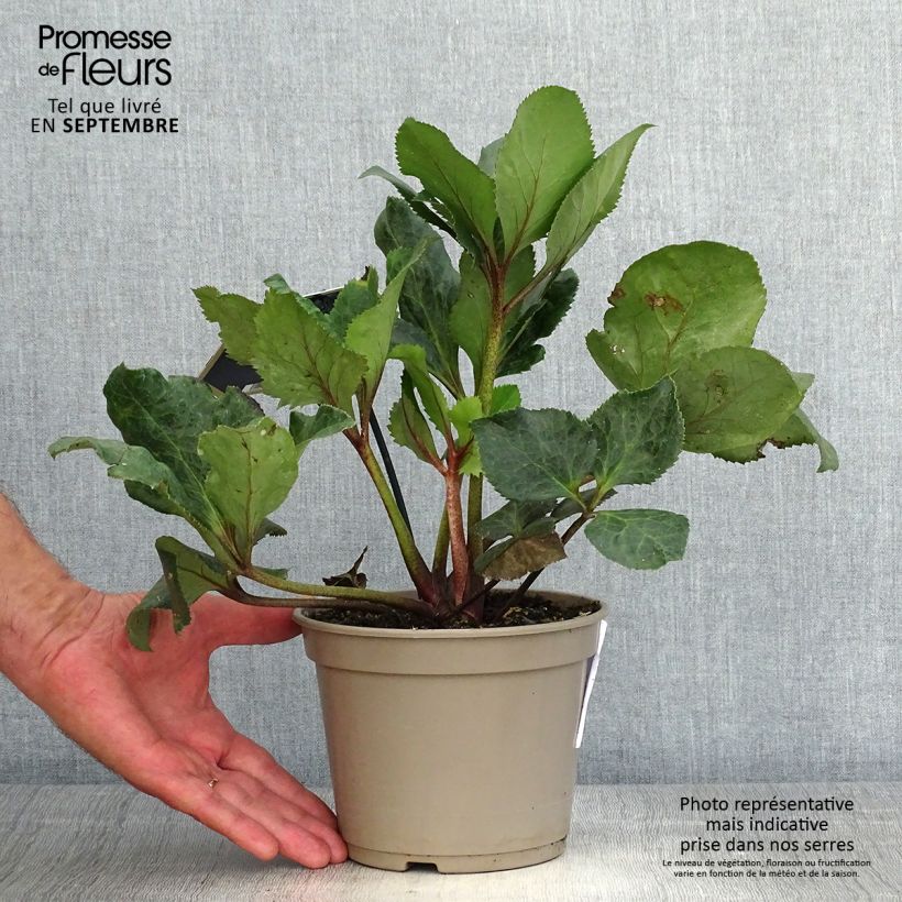 Esemplare di Helleborus Barolo - Elleboro Vaso da 2L/3L come consegnato in autunno
