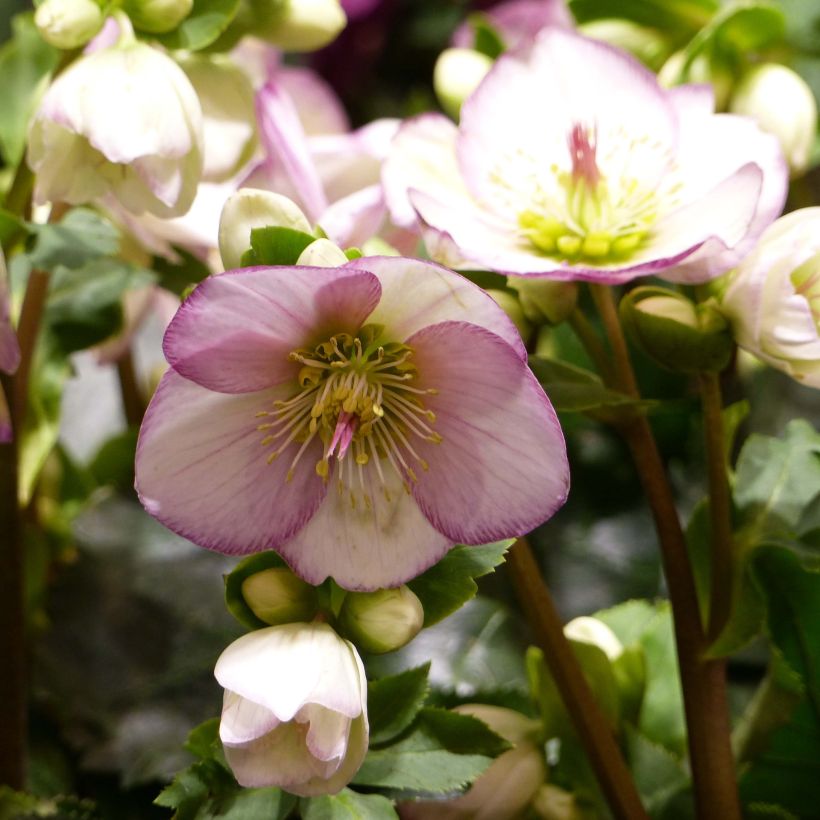 Helleborus HGC Ice N' Roses Picotee - Elleboro (Fioritura)