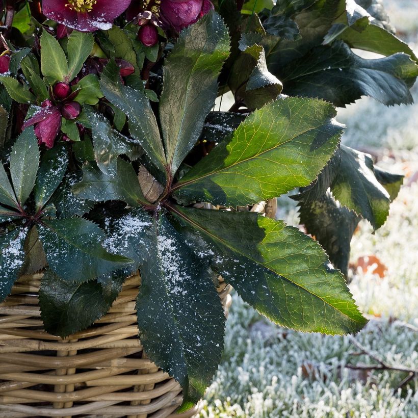 Helleborus HGC Ice N' Roses Red - Elleboro (Fogliame)