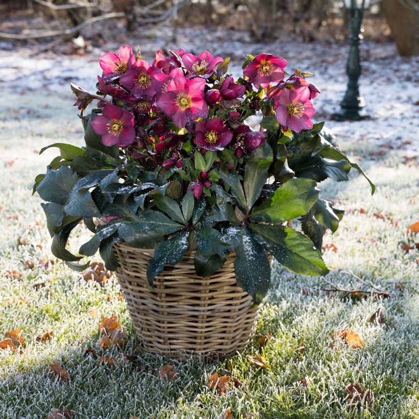 Helleborus HGC Ice N' Roses Red - Elleboro (Porto)
