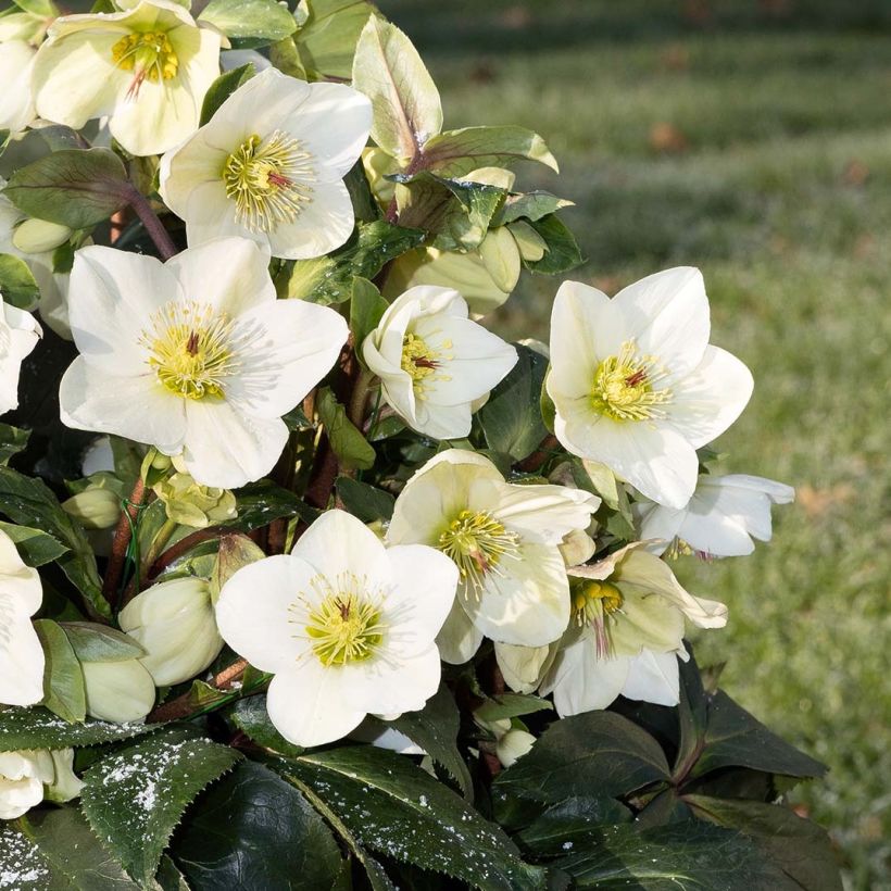 Helleborus HGC Ice N' Roses White - Elleboro (Fioritura)
