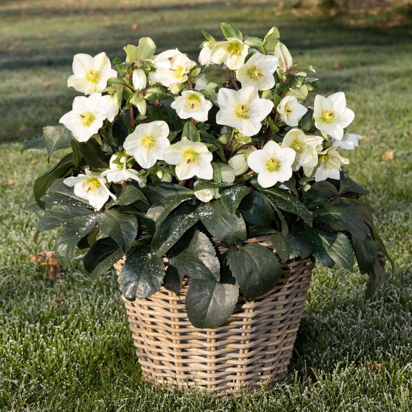 Helleborus HGC Ice N' Roses White - Elleboro (Porto)