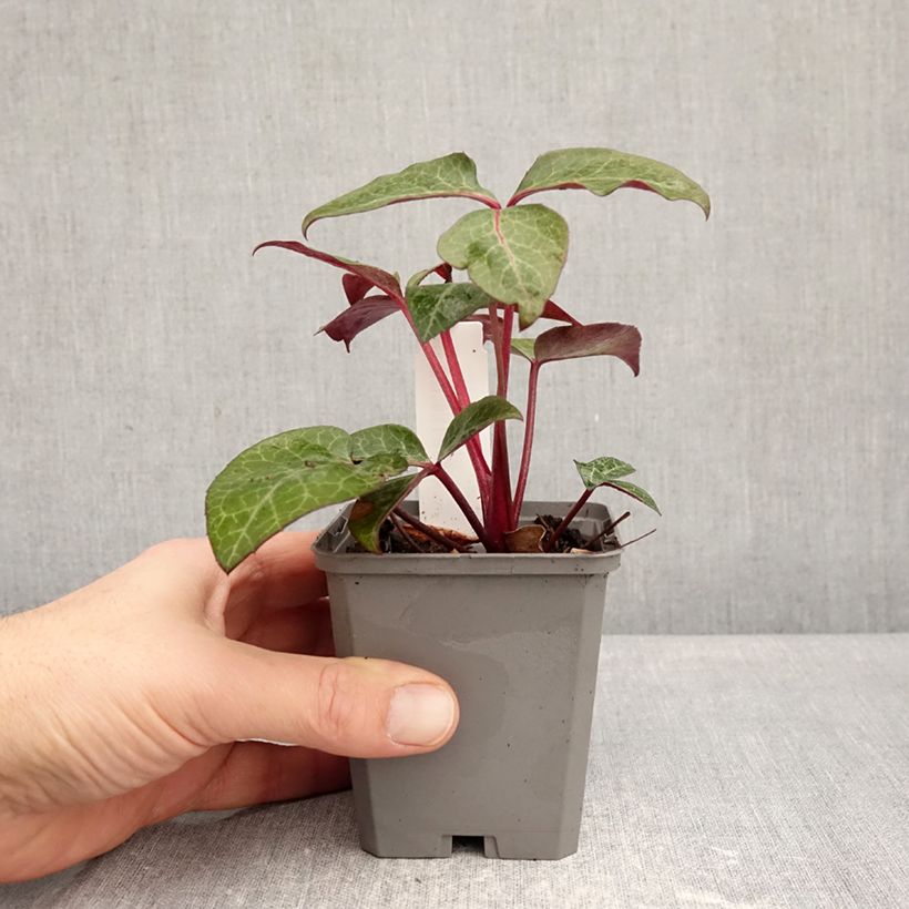 Helleborus lividus - Elleboro Vasetto da 8/9 cm esemplare consegnato in inverno