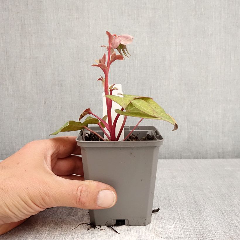 Helleborus lividus - Elleboro Vasetto da 8/9 cm esemplare consegnato in primavera