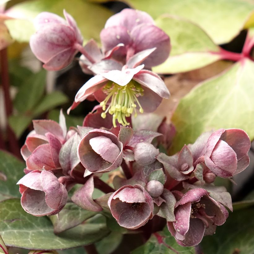 Helleborus lividus - Elleboro (Fioritura)