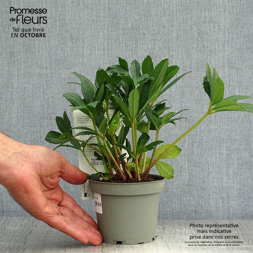 Esemplare di Helleborus niger Double Fashion - Rosa di natale Vaso da 2L/3L come consegnato in autunno